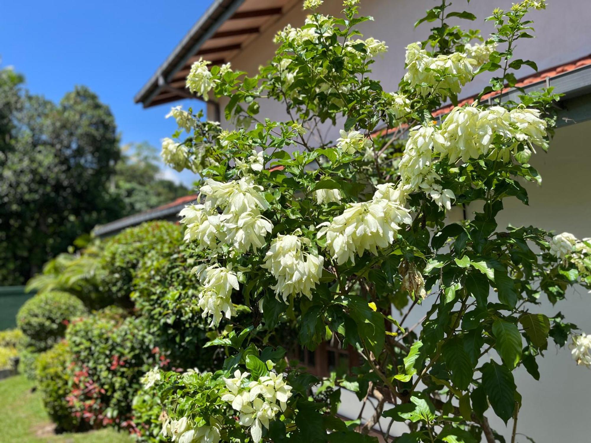 Garden Haven Hikkaduwa Villa Bagian luar foto