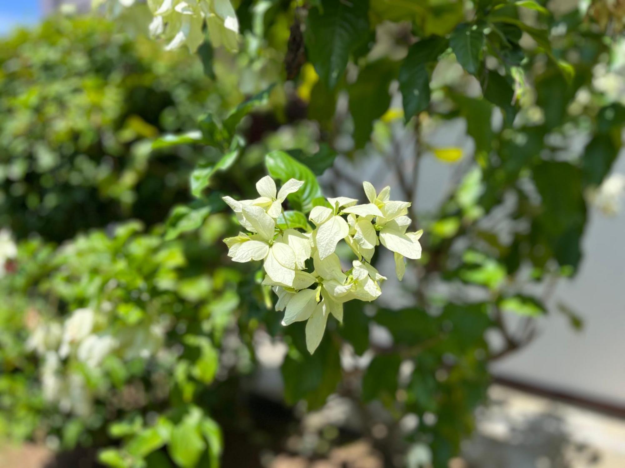 Garden Haven Hikkaduwa Villa Bagian luar foto
